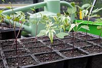 Growth development of Mina lobata seedlings