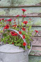 Galvanized watering can containing Zinnia tenuifolia 'Red Spider'