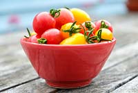 Tomatoes - Solanum lycopersicum, 'Rainbow Blend', in small red bowl.