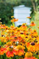 Helenium 'Sahins Early Flowerer' with Beehive in summer garden