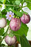 Solanum melongena, 'pinstripe', Greenhouse Aubergine 