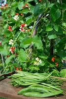 Phaseolus coccineus 'Equator'. Freshly picked runner beans