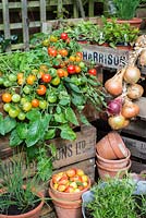Garden corner with tomatoes, outdoor type, 'Tumbling Red', displayed in vintage wooden crates with string of maincrop onions,