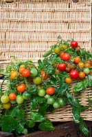 Tomatoes, outdoor type, 'Tumbling Red', displayed in traditonal wicker hamper