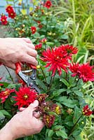 Male gardener dead heading pot grown Dahlias, 'Red Pygmy'