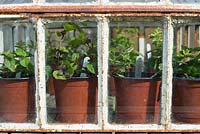 Various varieties of mint cuttings, in plastic pots under victorian cloche.