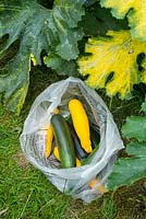 Freshly picked courgettes in supermarket plastic bag, ready to give to family and friends.