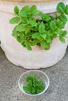 Terracotta planter on small patio, planted with various varieties of Mint, with small bowl of cut mint for the kitchen.