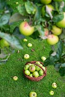 Windfall bramley apples in a wicker basket.