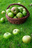 Windfall bramley apples in a wicker basket.