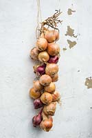 String of maincrop onions, plaited and hanging on white wall.