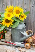 Sunflowers, cut and arranged in vintage metal watering can.