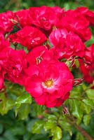 Rosa Red Finesse 'Korvillade'