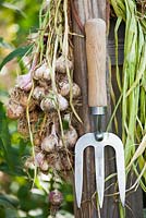 Garlic bunched and hanging in a wooden fence.