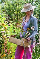 Woman holding box of perennials - Persicaria amplexicaulis 'Firetail', Echinacea, Rudbeckia, Veronica spicata