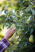 Pyrus communis 'Williams'. Woman picking pears in the autumn. September.