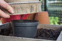 Using riddle to add a layer of compost to freshly sown Tomato 'Alicante' - Lycopersicon esculentum seeds