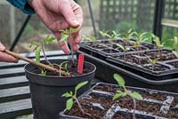 Pricking out Tomato 'Alicante' - Lycopersicon esculentum seedlings