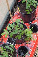 Tomato 'Alicante' - Lycopersicon esculentum in growing bags, with companion planting of Tagetes, Mint and Chives