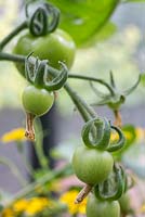 Lycopersicon esculentum 'Alicante' - growth development of tomato