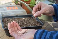 Sowing seeds of Cosmos sulphureus 'Brightness Mixed' into a tray