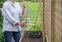 Adding garden cane support in raised bed for Phaseolus vulgaris 'Blue Lake' - French bean 