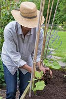 Planting out Phaseolus vulgaris 'Blue Lake' - French Bean plugs