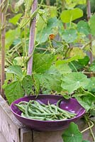 Purple bowl of harvested Phaseolus vulgaris 'Blue Lake' - French Bean 