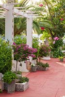 Patio with red floor, white painted pergola with Bougainvillea in raised beds 