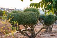 Clipped topiary olive trees.  Alaior, Menorca. 