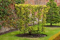 Pyrus 'Doyenne du Comice' in the walled vegetable garden