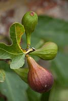 Ficus carica - fig
