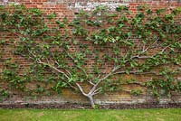 Ficus carica - fig trained against the brick wall in the walled vegetable garden