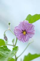 Solanum melongena - Aubergine early long purple 3 
