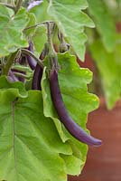 Solanum melongena - aubergine early long purple 3 