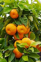 Citrus aurantium  - Seville orange tree, Spain 
