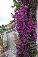 Bougainvillea glabra hanging on a wall in Andalucia, Spain