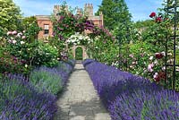 
Path edged with borders of lavender in walled garden at Capel Manor
