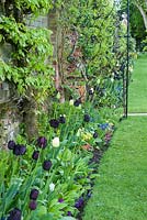 Tulip border along wall with open gate - Helmingham Hall, Suffolk