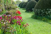 Mixed Darwin tulips in border and Yew topiary - Helmingham Hall, Suffolk