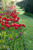 Red darwin tulips in border and yew topiary - Helmingham Hall, Suffolk