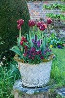 Tulipa 'Abu Hassan' and erysiums in antique stone container - Helmingham Hall, Suffolk