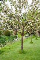 Avenue of apple trees in blossom - Helmingham Hall, Suffolk