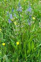 Spring wild flower meadow with cowslips and camassias - Helmingham Hall, Suffolk