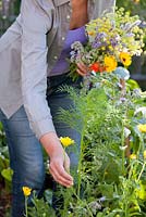 Woman picking edible and herb flowers - marigold, fennel, borago, mint, nasturtium.