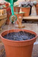Watering freshly sown Aubergine 'Black Beauty' - Solanum melongena seeds