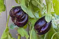 Solanum melongena - Aubergine 'Black Beauty' 
