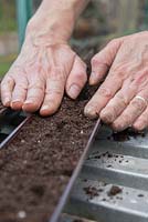 Smoothing out compost over freshly sown Dill - Anethum graveolens seeds