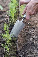 Removing Dill - Anethum graveolens from gutter with hand trowel