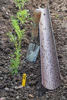 Gutter grown Dill - Anethum graveolens planted in border